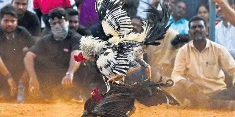 Compare Lao cockfighting with Cambodia and Thailand Learn About Lao Cockfighting And Reputable Online Betting Address