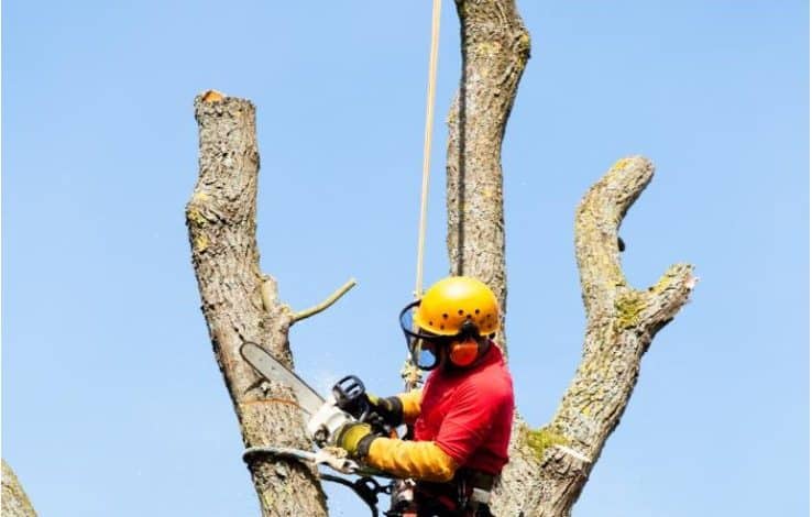 How Professional Tree Service in Providence, RI, Helps Prevent Storm Damage and Property Risks