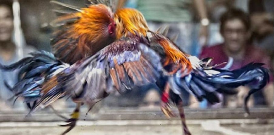 Important factors in choosing chickens What is a cockfighting arena?