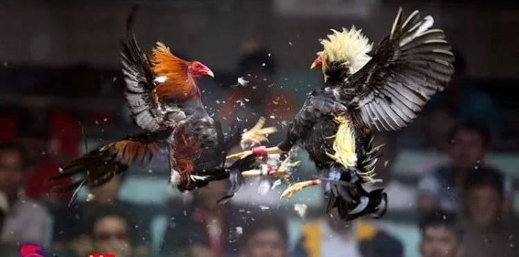 Large and prestigious cockfighting arenas in Laos Learn About Lao Cockfighting And Reputable Online Betting Address