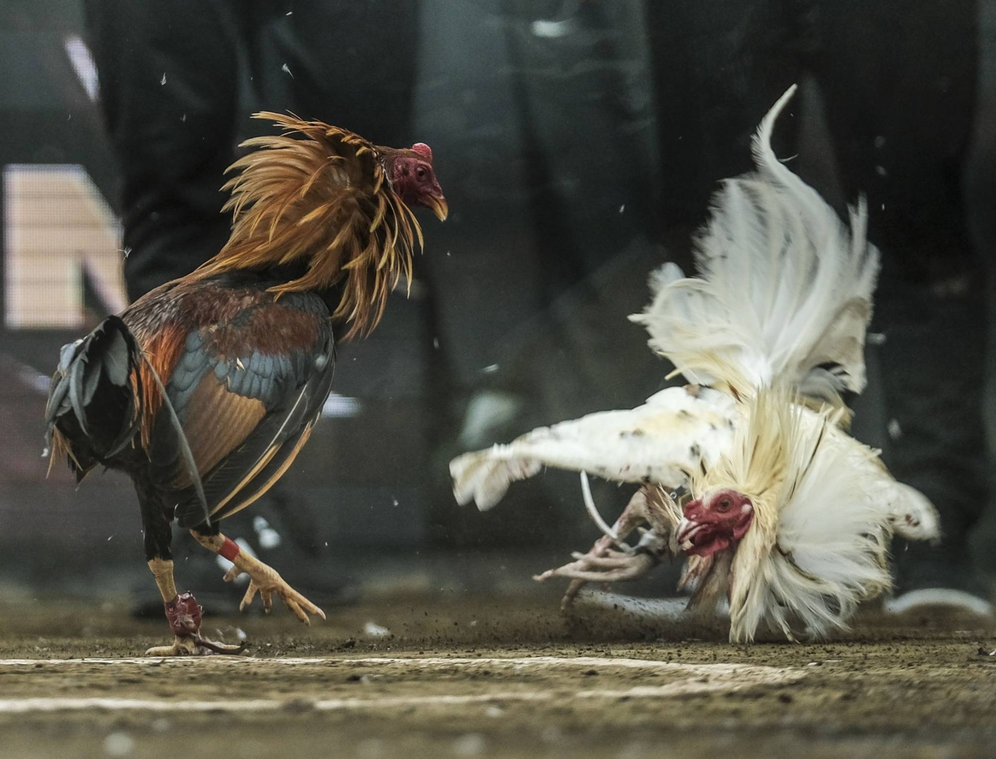Learn About Lao Cockfighting And Reputable Online Betting Address Learn About Lao Cockfighting And Reputable Online Betting Address