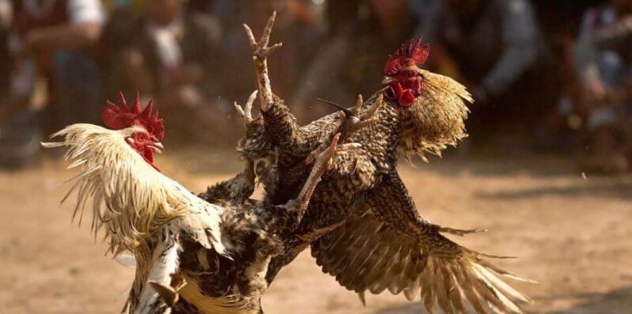 The process of organizing a cockfighting arena