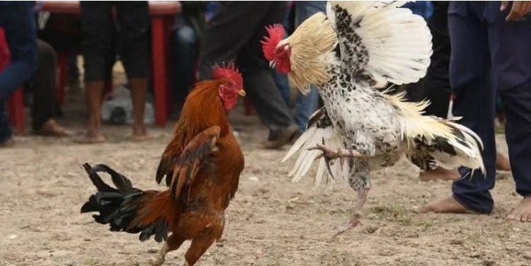 What is Lao cockfighting Learn About Lao Cockfighting And Reputable Online Betting Address